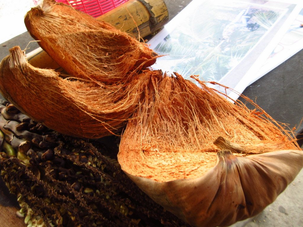 ココナッツ やしの木 殻